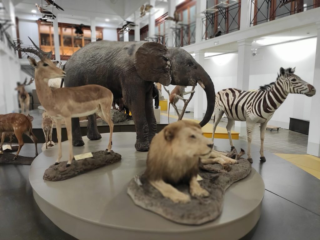 Alcuni degli animali esposti all'interno del museo di zoologia di Catania, il più antico della Sicilia. Nella foto gli animali della savana