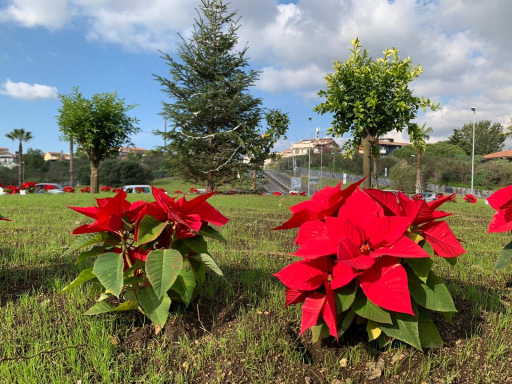 La rotonda vicina alla stazione metro Nesima che immette su viale Bolano è stata abbellita in occasione delle festività di Natale con le classiche stelle e piante di agrumi.