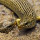 Tiraciatu. Foto di: chalcides ocellatus by Joachim S. Müller is licensed under CC BY-NC-SA 2.0