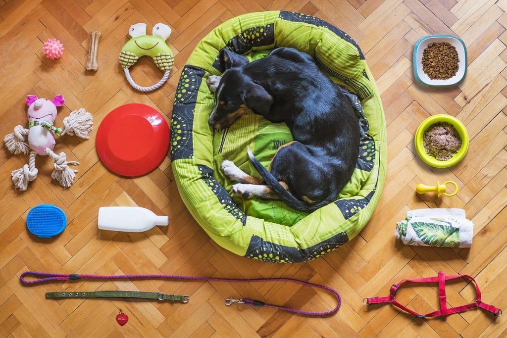 Catania Dog Card: la campagna per adottare dei cuccioli -Foto:Pixabay