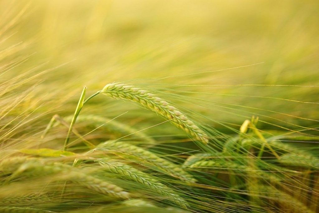 Bando -Terrenia gricoli - Foto: Pixabay