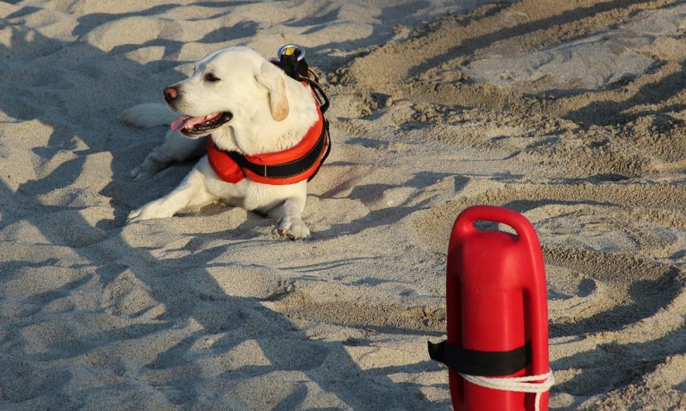 Cani da salvataggio - Foto: Pixabay