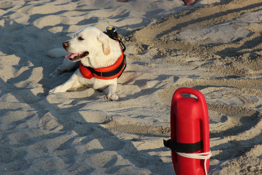 Cani da salvataggio - Foto: Pixabay