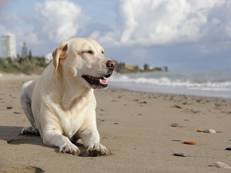 Cani da salvataggio: Un Labrador- Foto: Pixabay