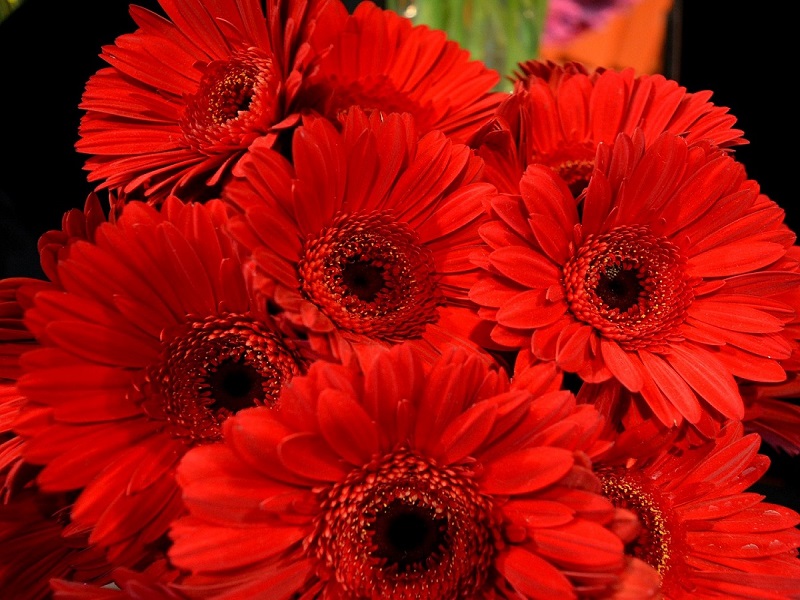 Gerbere rosse: un ricordo di vittime del Femminicidio -foto: Pixabay