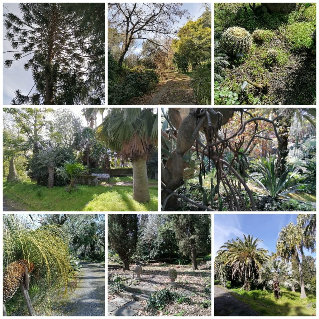 Alcune specie particolari che rendono il Parco Paternò del Toscano un giardino unico