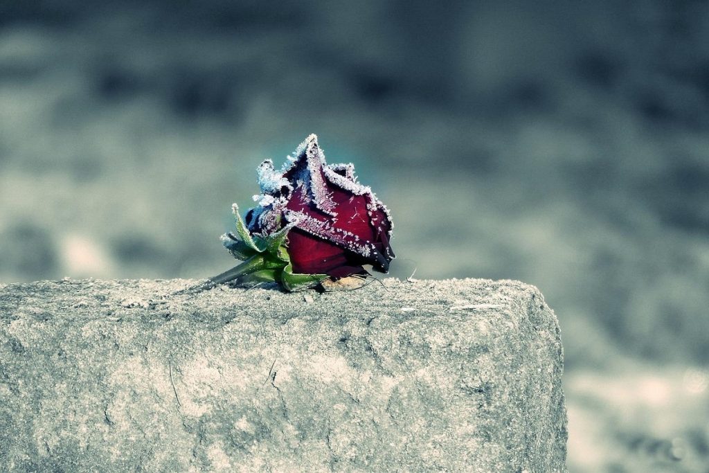 8 luglio 2022- Unfiore- Foto: Pixabay