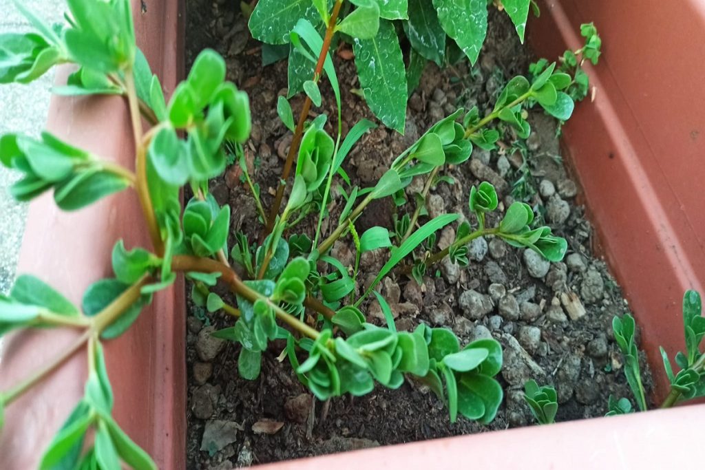 Purciddana -foto: Cavaleri Francesca Agata