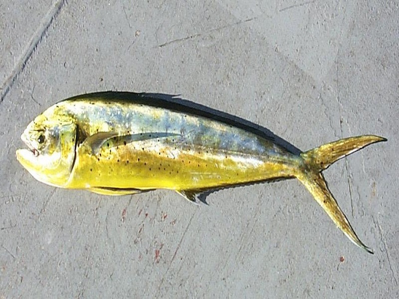U capuni-il Pesce- Foto:Wikipedia