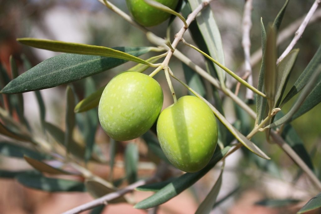 Olio Le Olive