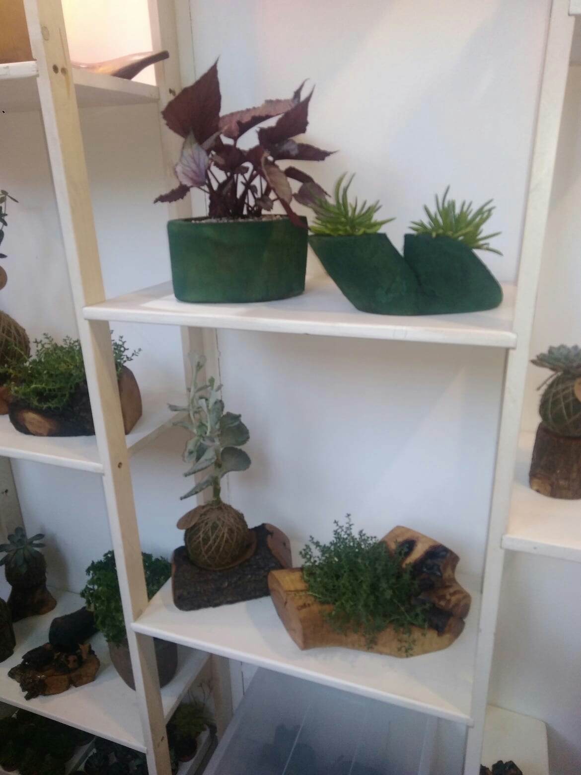 Le piante in Oliver non solo cactus