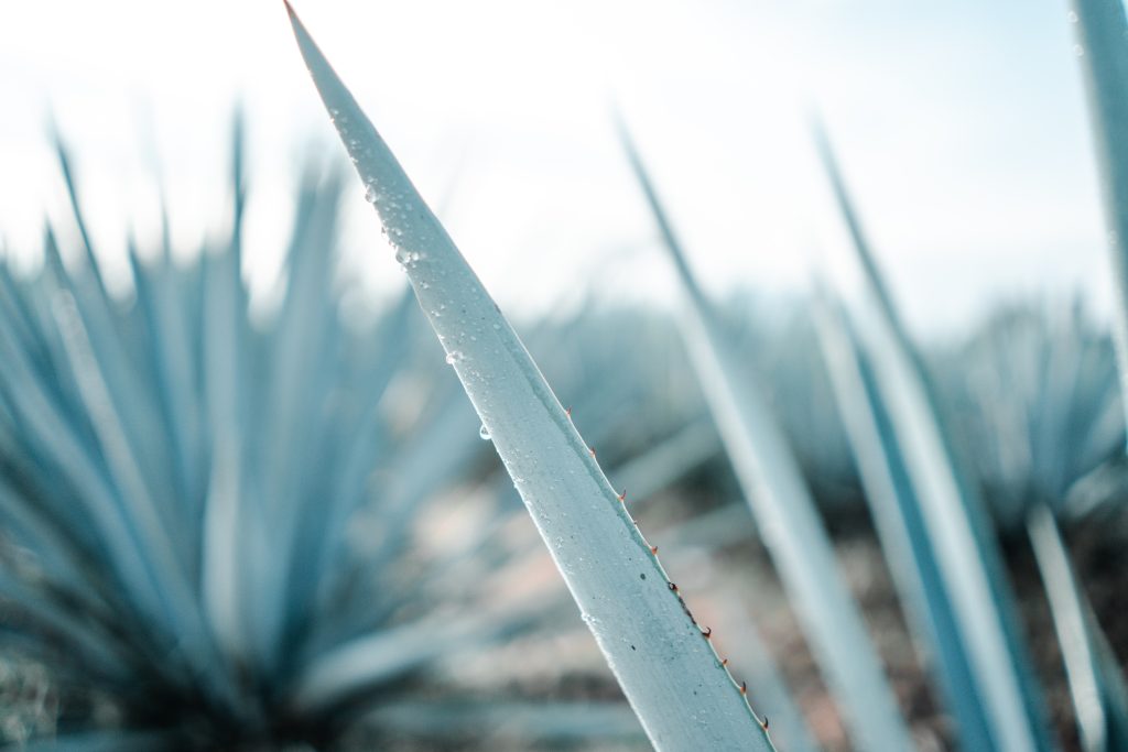 Agave, cervera