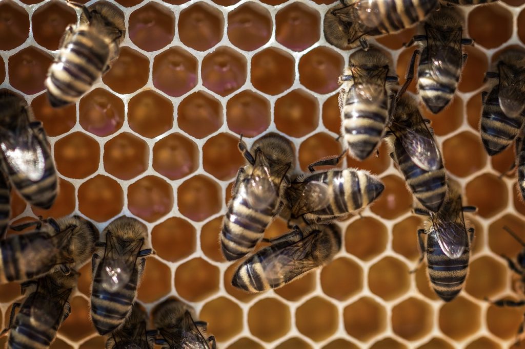 L'apiario dell'Etna è un luogo straordinario dove conoscere il mondo delle api e la loro organizzazione