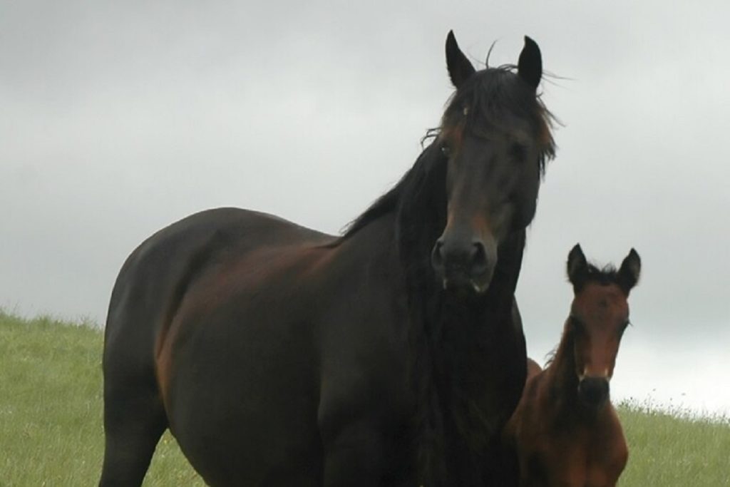 Cavallosiciliano
