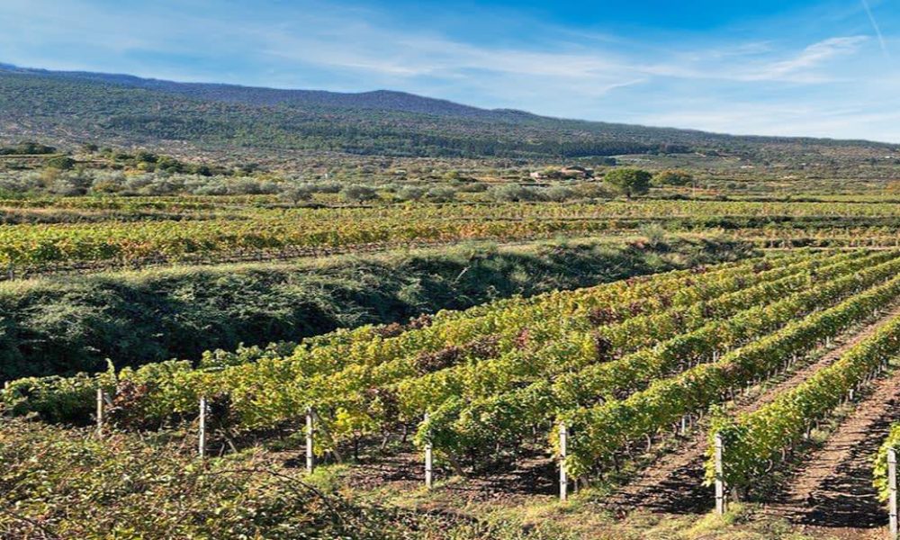 Etna Rosato Sensi Cantine Patria