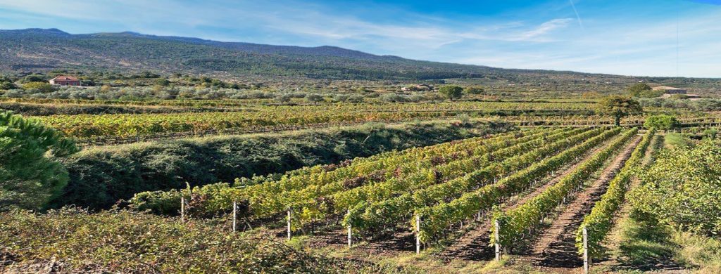 Etna Rosato Sensi Cantine Patria