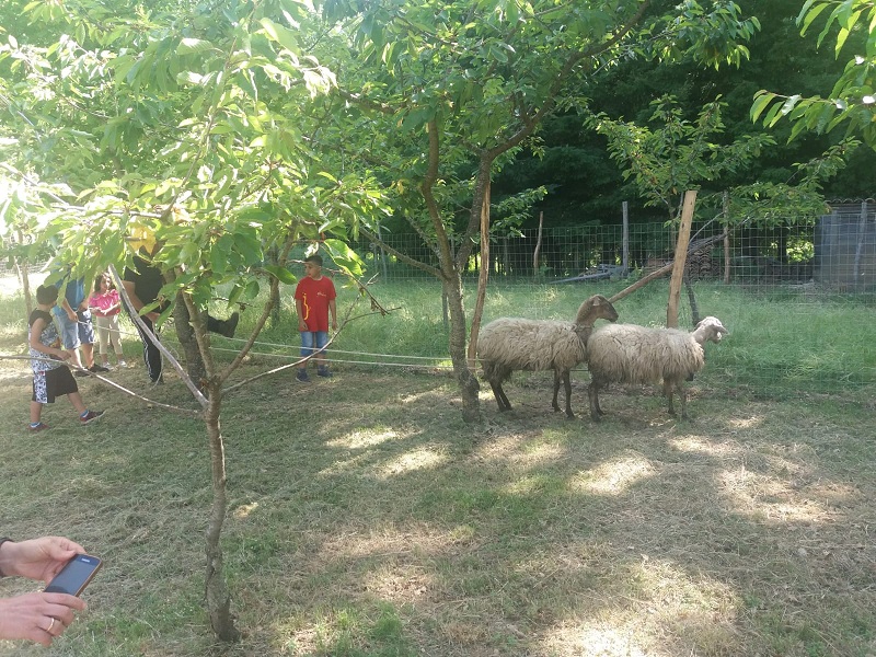Coltiviamo Le Tradizioni: le pecore