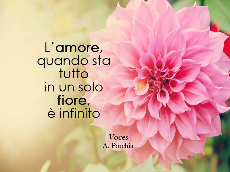 Fiore Aforisma