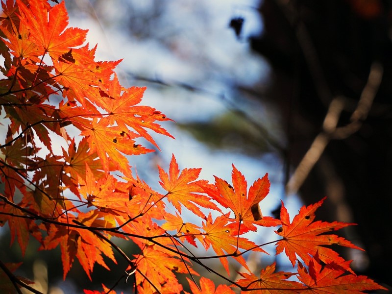 Ottobre: Autunno