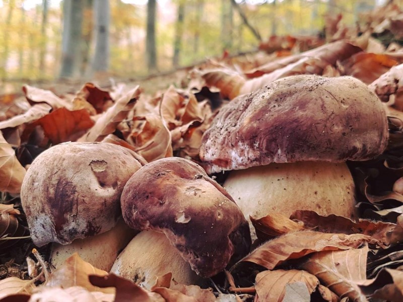 Ottobre: funghi nel bosco