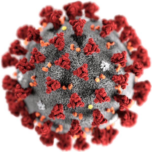 Virus della covid-19