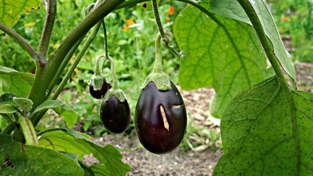 l'orto: Melanzane