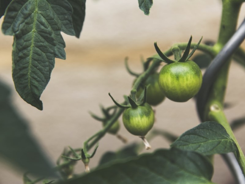 orto: Pomodori verdi sulle piante
