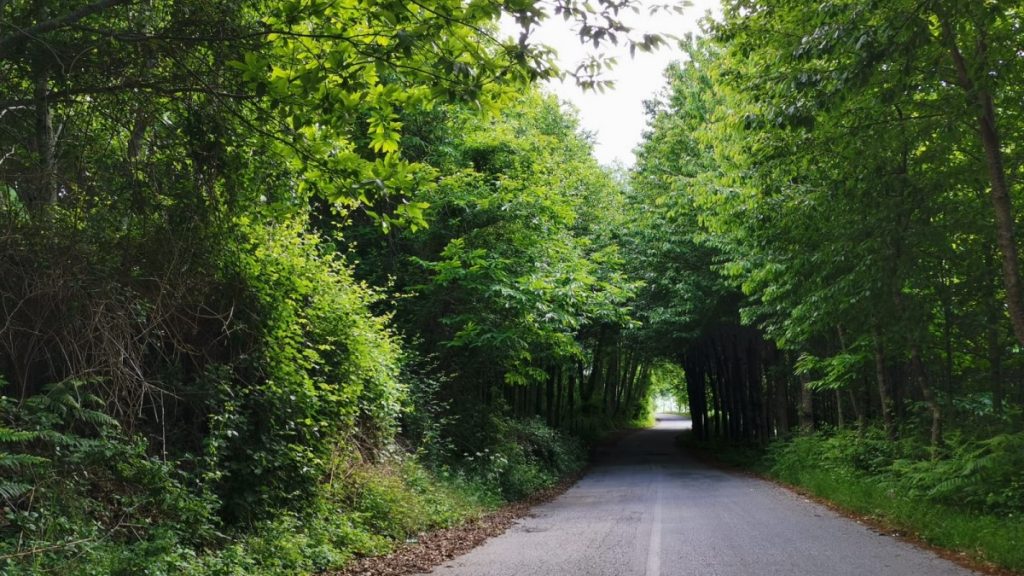 Frazioni: strada dritta tra gli alberi