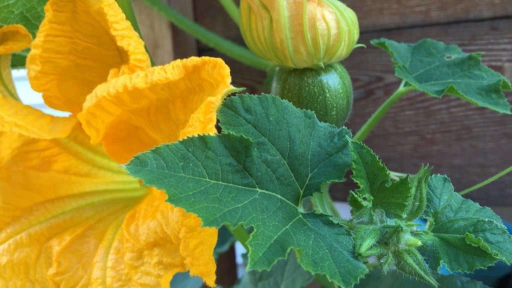 minestra: Fiori Di Zucca