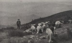 Pastore Con Pecore