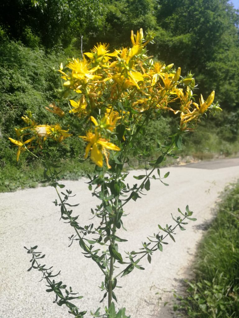 Fiore Giallo Di San Giovanni