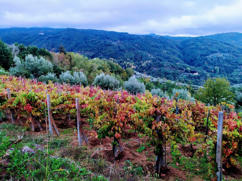 Il Vigneto A Settembre