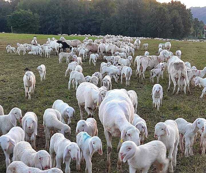 Mandria Di Pecore