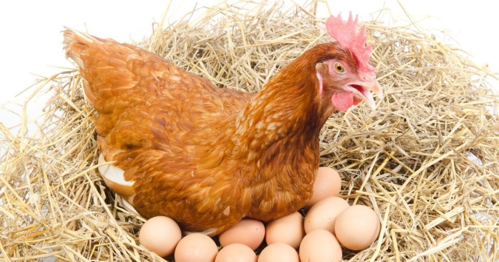 Gallina Che Cova