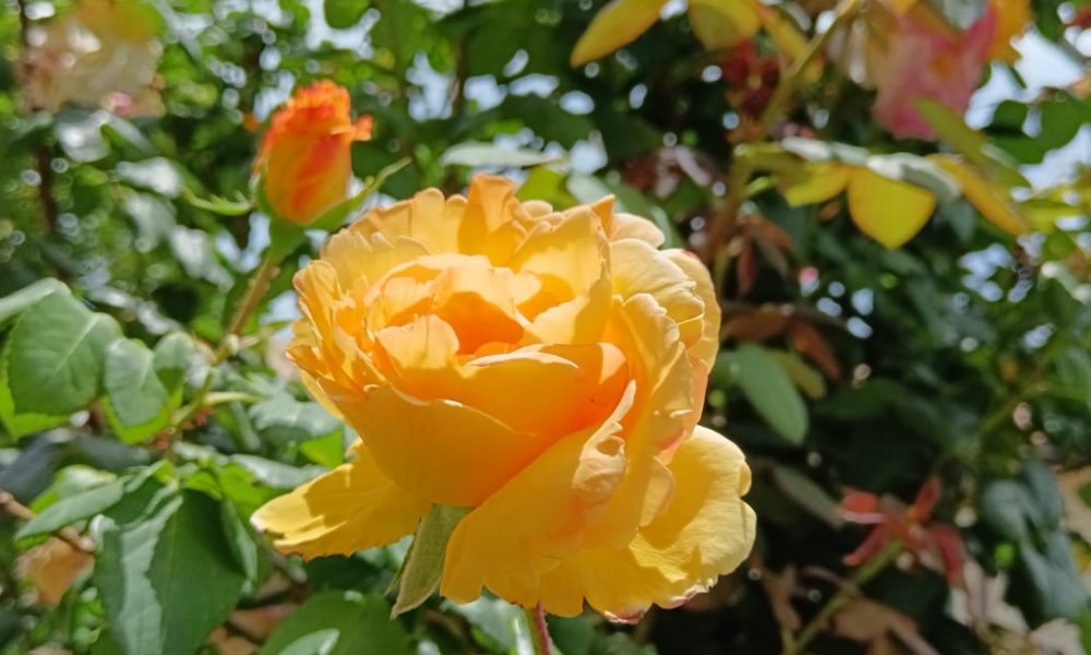 Rosa Gialla