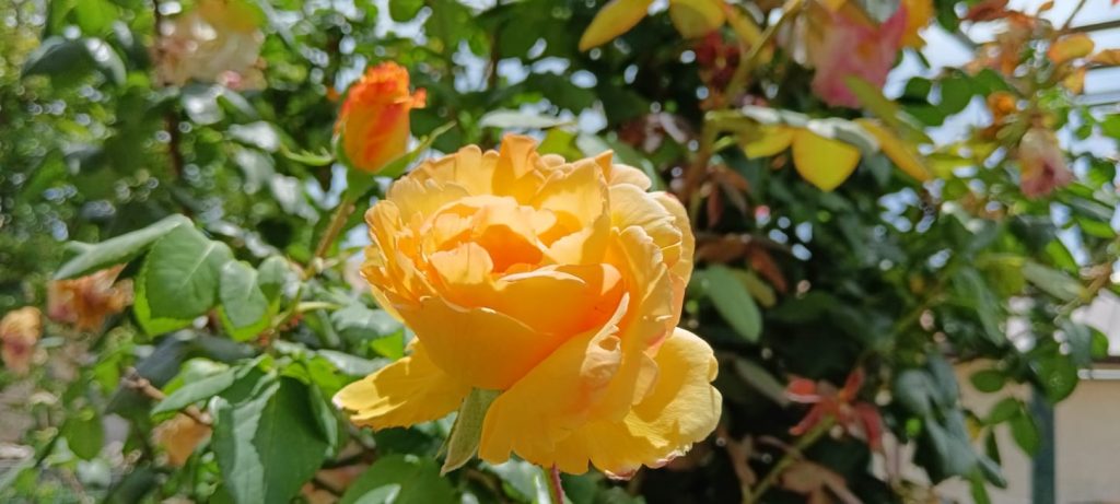 Rosa Gialla
