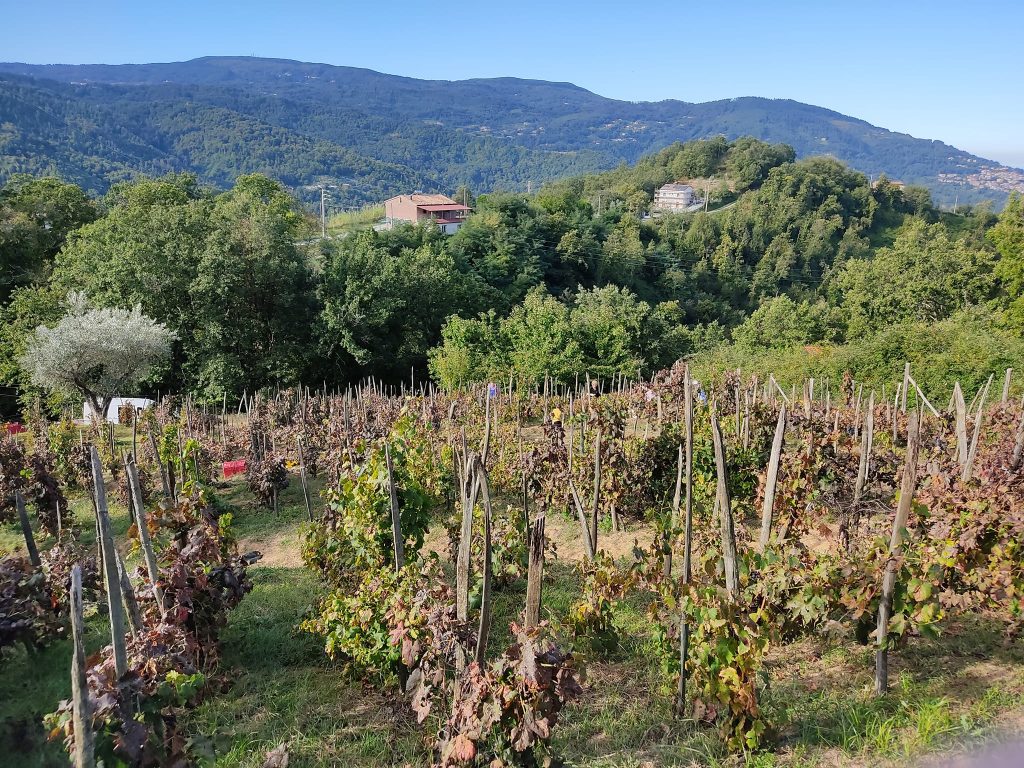 Vendemmia Vigneto