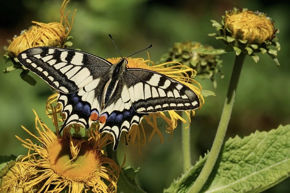 Le farfalle nel Polesine - tipo di farfalla Coda Di Rondine