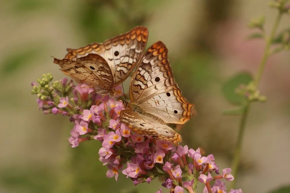 Le farfalle nel Polesine - Farfalla Macro che si posa