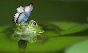 le farfalle nel Polesine - Rana con farfalla