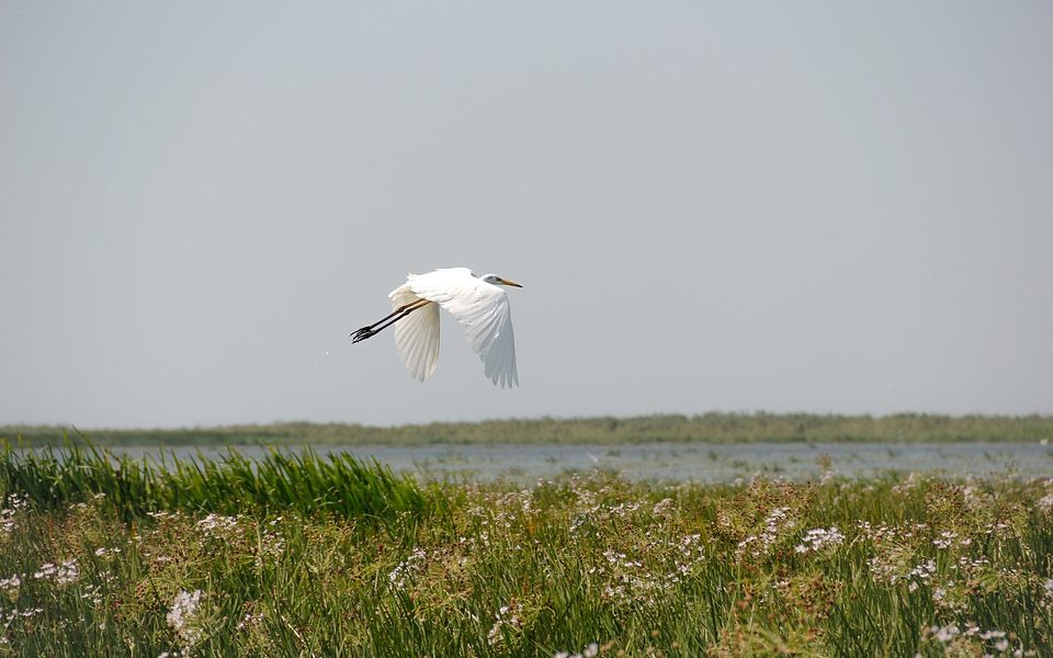 Erbe del Delta del Po - Uccello Che Vola sul delta del Po