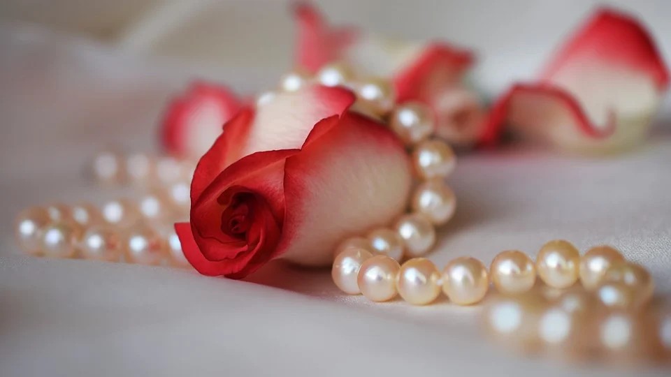 ostriche rosa - Perle in un filo con una rosa