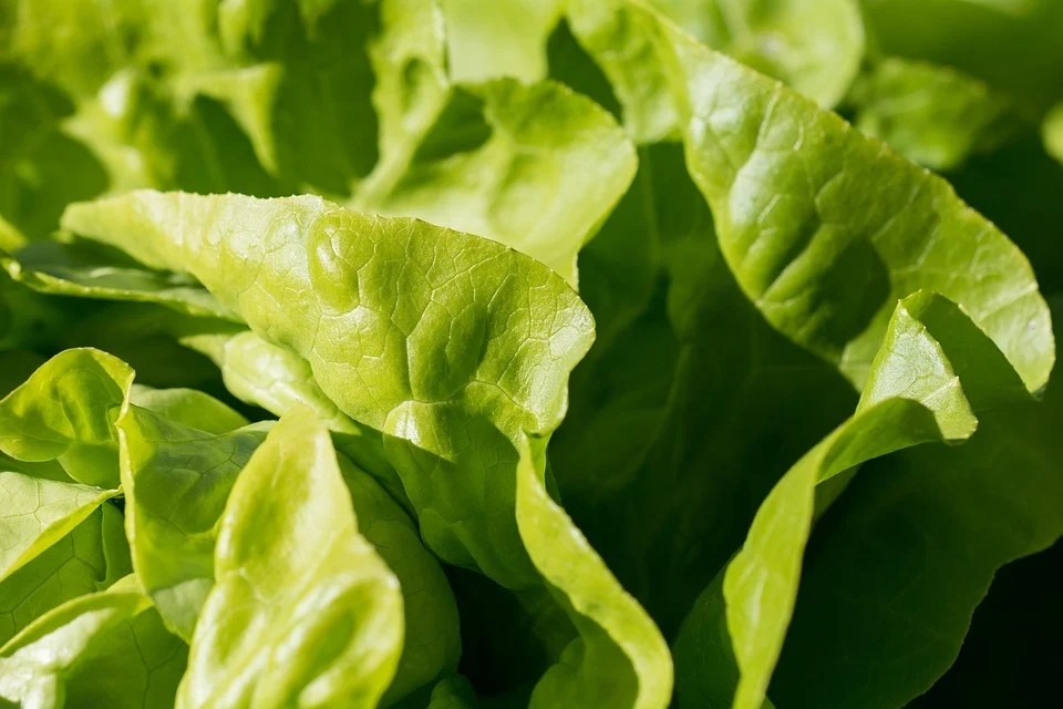 Insalata di Lusia IGP - Insalata Verde nella foto