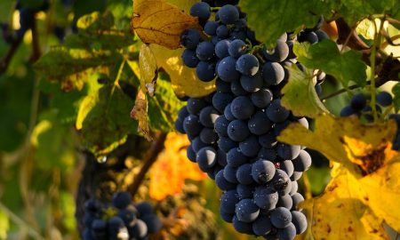 Il vino Clinto - Grappoli di uva locale