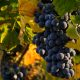 Il vino Clinto - Grappoli di uva locale