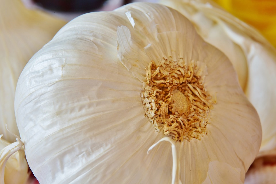 Aglio bianco polesano -Testa D'aglio fresco