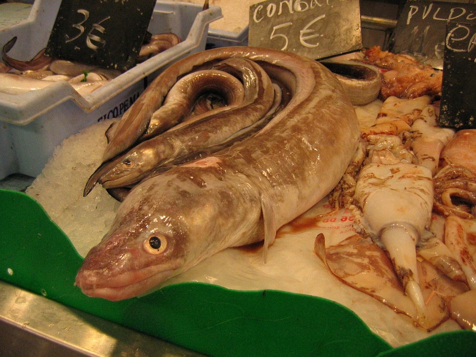 Anguilla in umido - Mercato Del Pesce con anguille intere