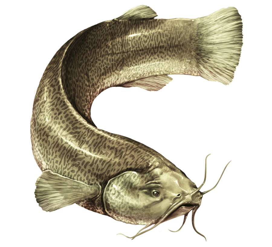 Il mostro del Po- Specie Di Pesce Siluro in cartoon
