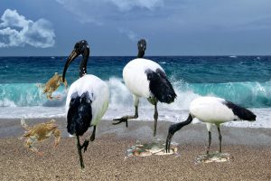 Ibis sacro - Spiaggia E Granchio Blu e ibis