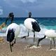 Ibis sacro - Spiaggia E Granchio Blu e ibis